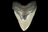Huge, Fossil Megalodon Tooth - North Carolina #124429-1